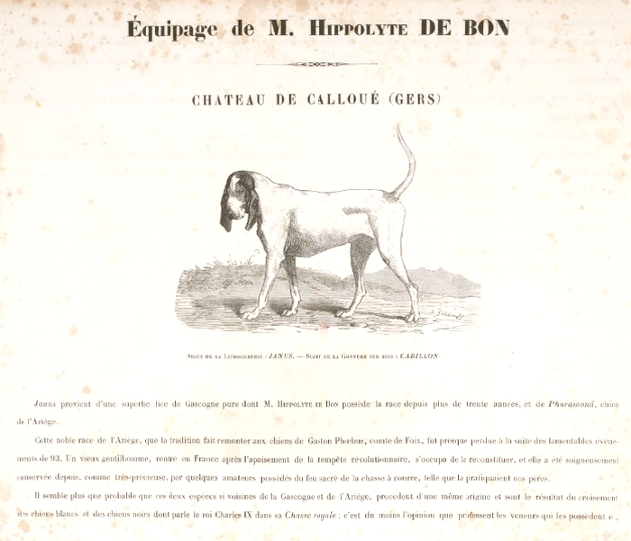 Chien du Calaoué par J. Gélibert - Tiré de l'Exposition du Bois de Boulogne (1863) - Journal des chasseurs